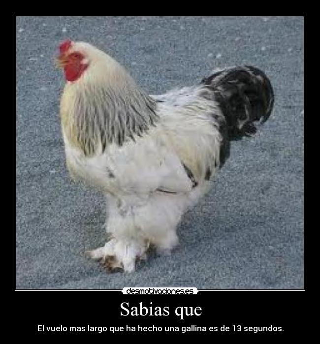 Sabias que - El vuelo mas largo que ha hecho una gallina es de 13 segundos.