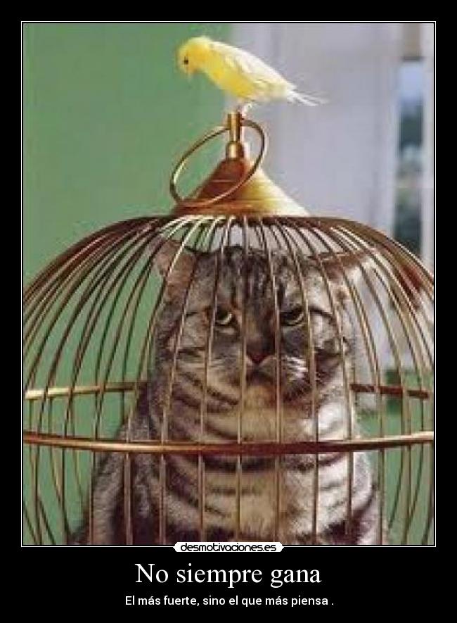 No siempre gana -