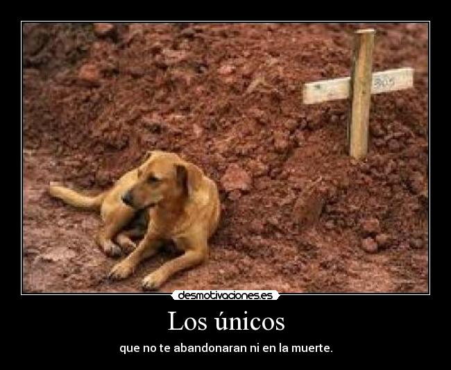 Los únicos -