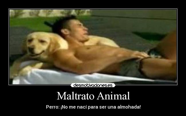 Maltrato Animal - Perro: ¡No me nací para ser una almohada!