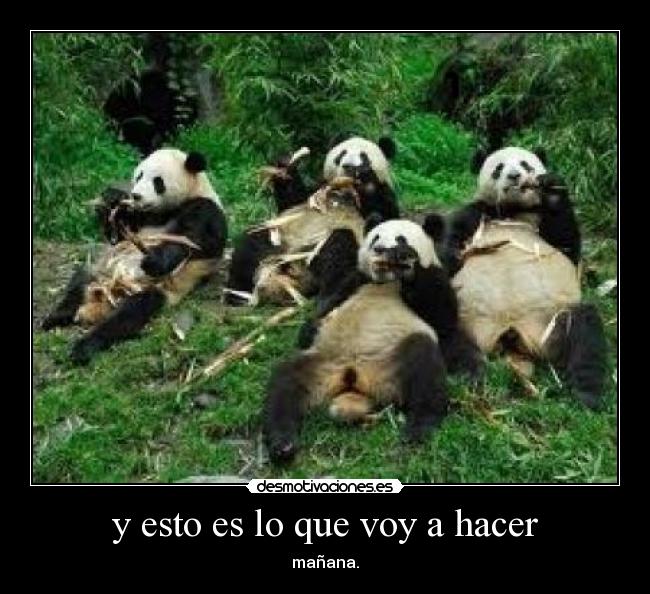 y esto es lo que voy a hacer -