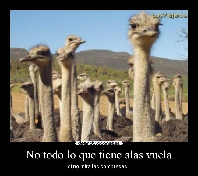 No todo lo que tiene alas vuela -