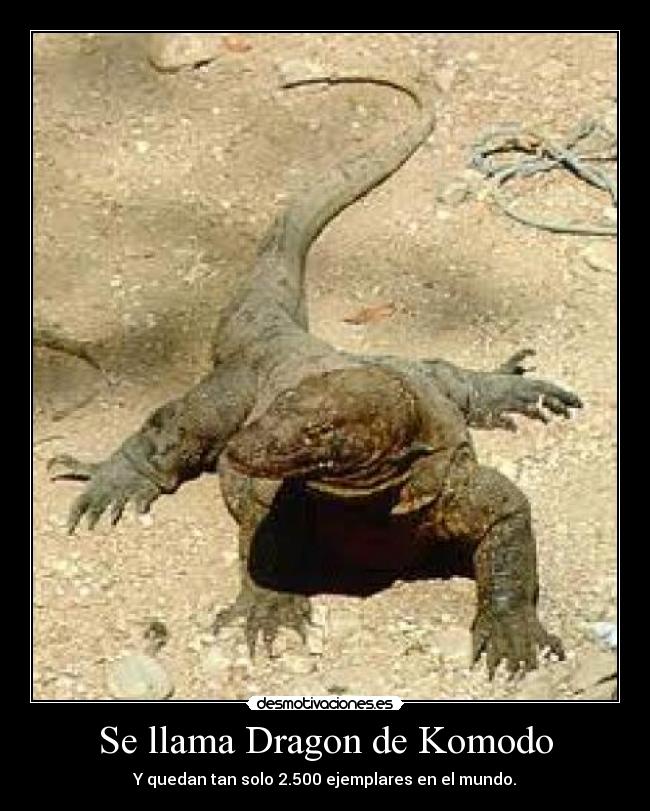 Se llama Dragon de Komodo - Y quedan tan solo 2.500 ejemplares en el mundo.
