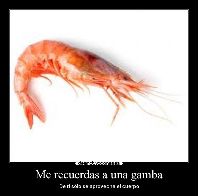 Me recuerdas a una gamba - De ti sólo se aprovecha el cuerpo
