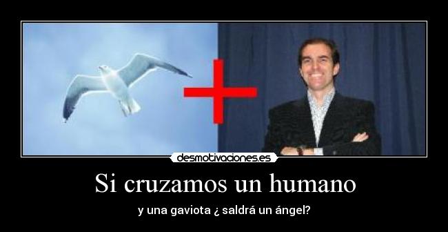 Si cruzamos un humano - y una gaviota ¿ saldrá un ángel?