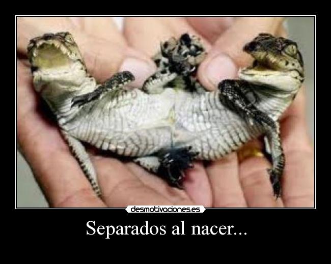 Separados al nacer... - 
