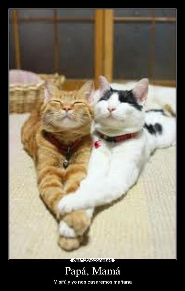 Papá, Mamá - Misifú y yo nos casaremos mañana