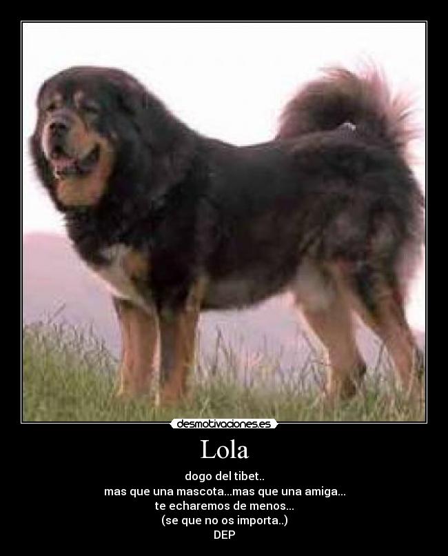 Lola - dogo del tibet..
mas que una mascota...mas que una amiga...
te echaremos de menos...
(se que no os importa..)
DEP