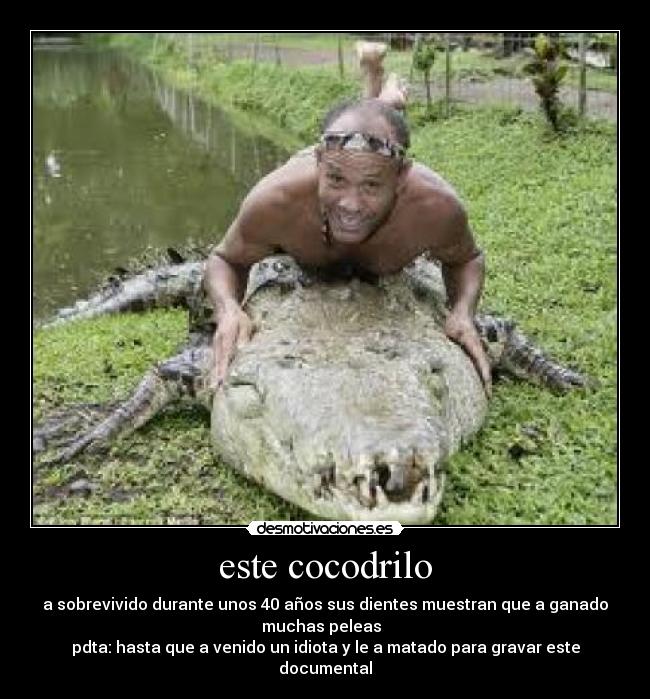 este cocodrilo - a sobrevivido durante unos 40 años sus dientes muestran que a ganado
muchas peleas
pdta: hasta que a venido un idiota y le a matado para gravar este
documental
