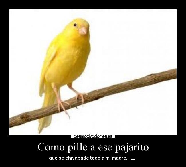 Como pille a ese pajarito -