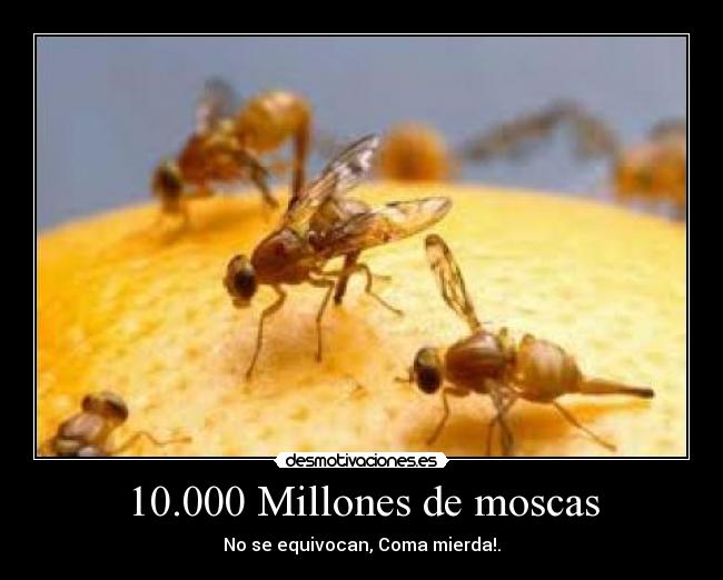 10.000 Millones de moscas - No se equivocan, Coma mierda!.