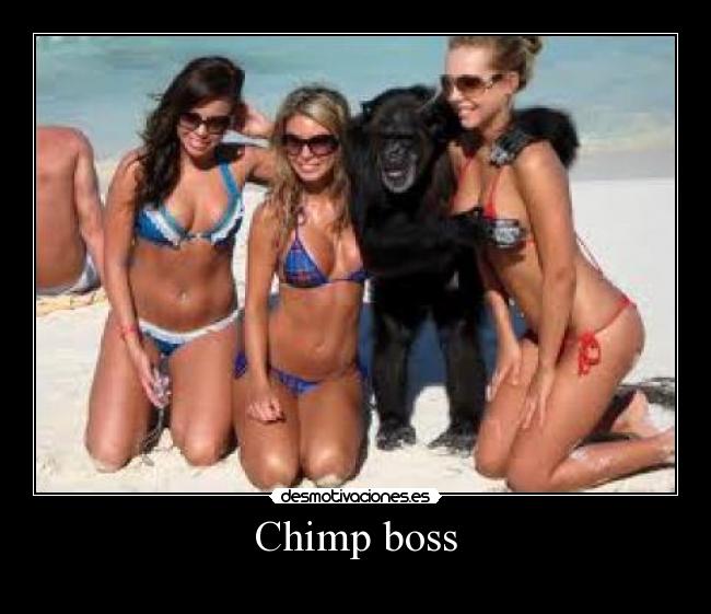 Chimp boss - 