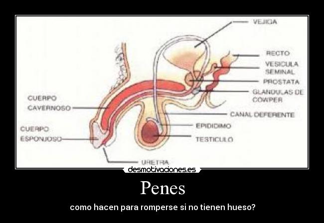 Penes -