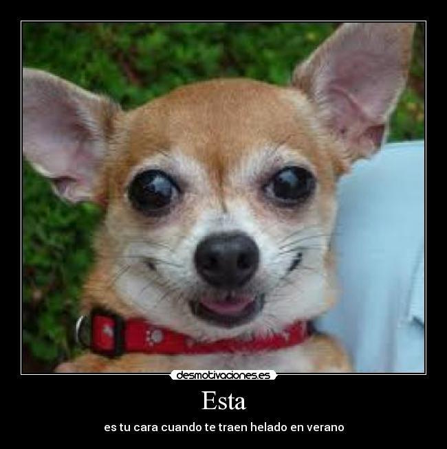 Esta - es tu cara cuando te traen helado en verano