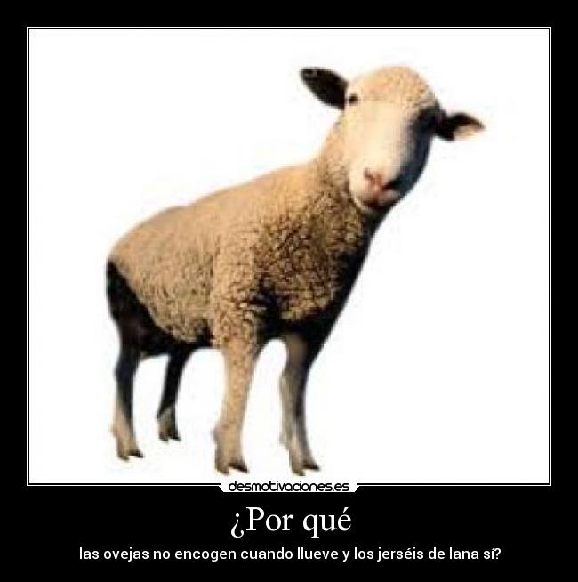 ¿Por qué - las ovejas no encogen cuando llueve y los jerséis de lana sí?