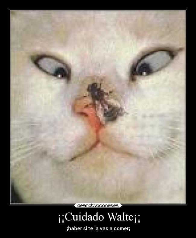 ¡¡Cuidado Walte¡¡ - 