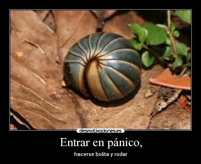 Entrar en pánico, - hacerse bolita y rodar