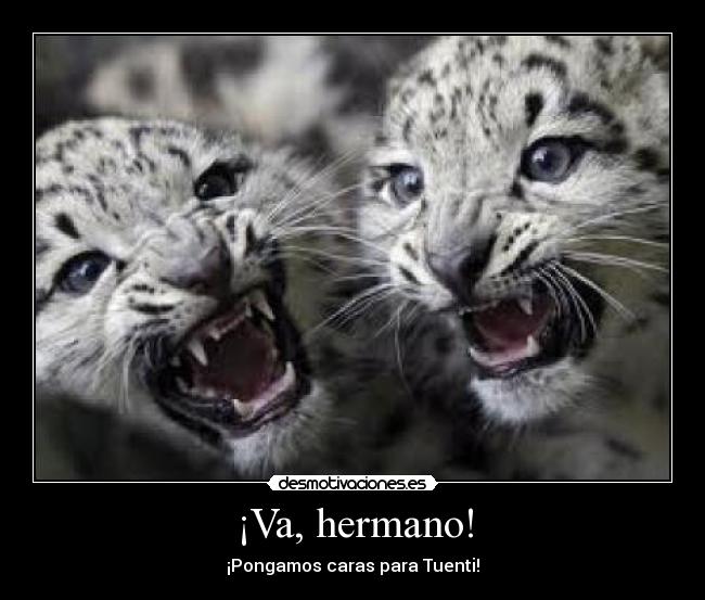 carteles tigrecillos gruniendo desmotivaciones