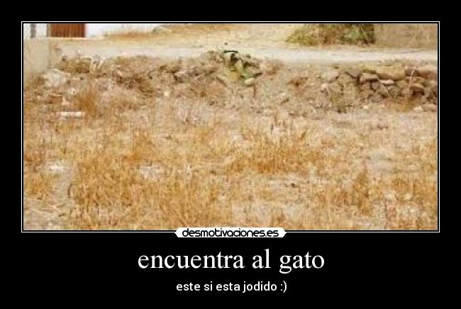 encuentra al gato -