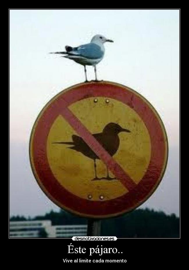 Éste pájaro.. - Vive al limite cada momento