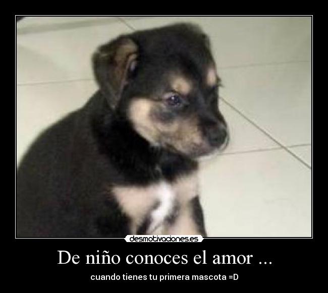 carteles amor amor ninos desmotivaciones