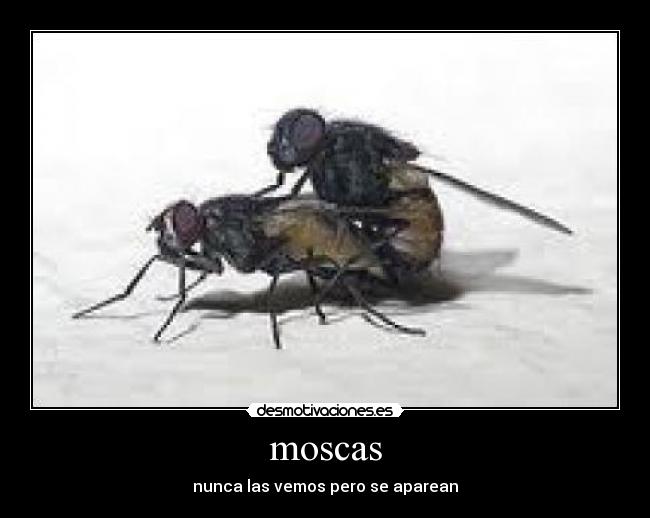 moscas - nunca las vemos pero se aparean