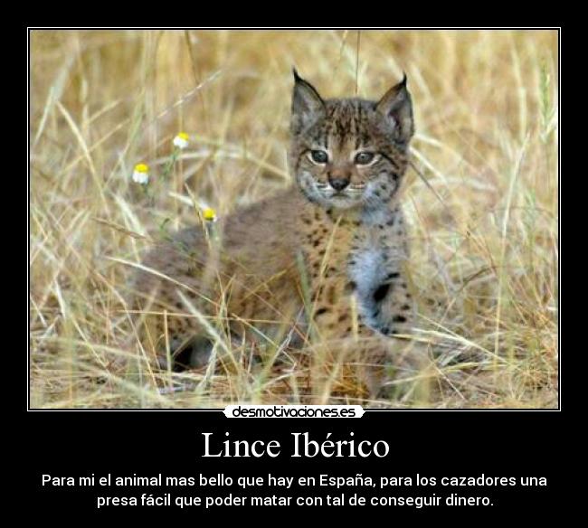 Lince Ibérico - 