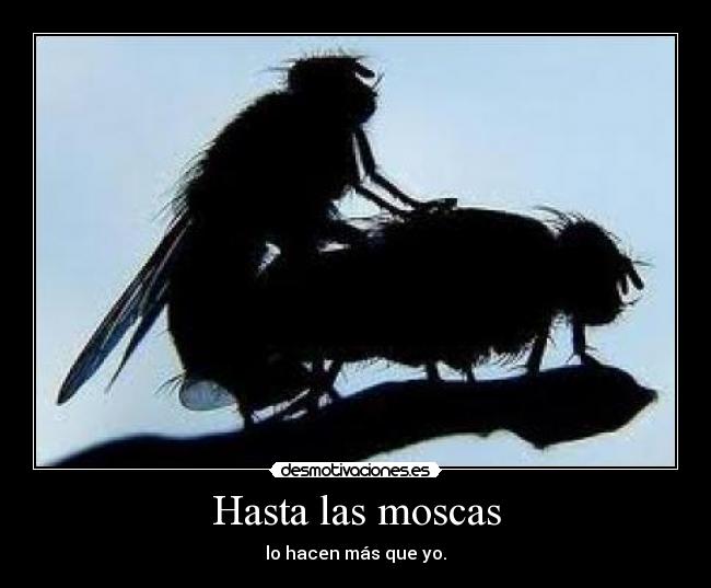 Hasta las moscas - lo hacen más que yo.