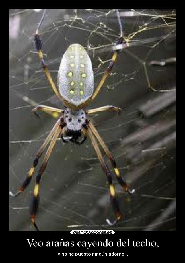 Veo arañas cayendo del techo, - 