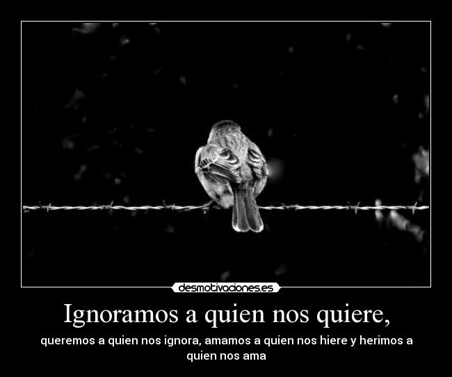 Ignoramos a quien nos quiere, - queremos a quien nos ignora, amamos a quien nos hiere y herimos a quien nos ama