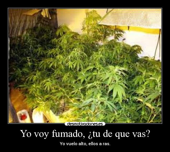 Yo voy fumado, ¿tu de que vas? - 