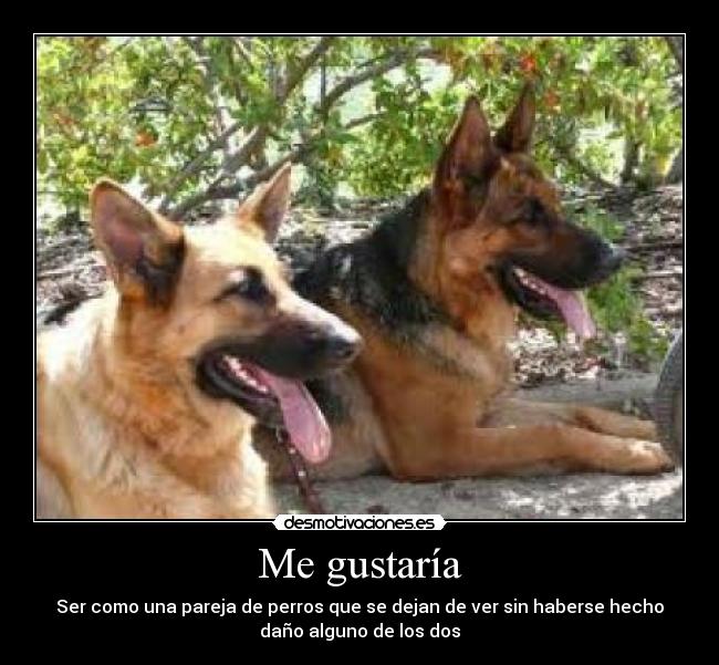 Me gustaría - Ser como una pareja de perros que se dejan de ver sin haberse hecho
daño alguno de los dos