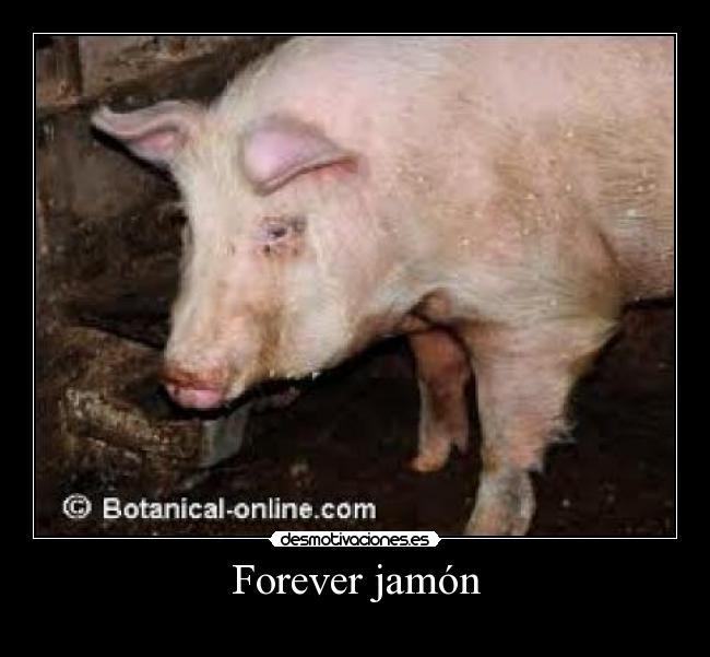 Forever jamón -