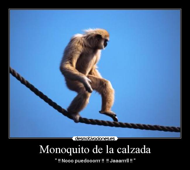 Monoquito de la calzada -