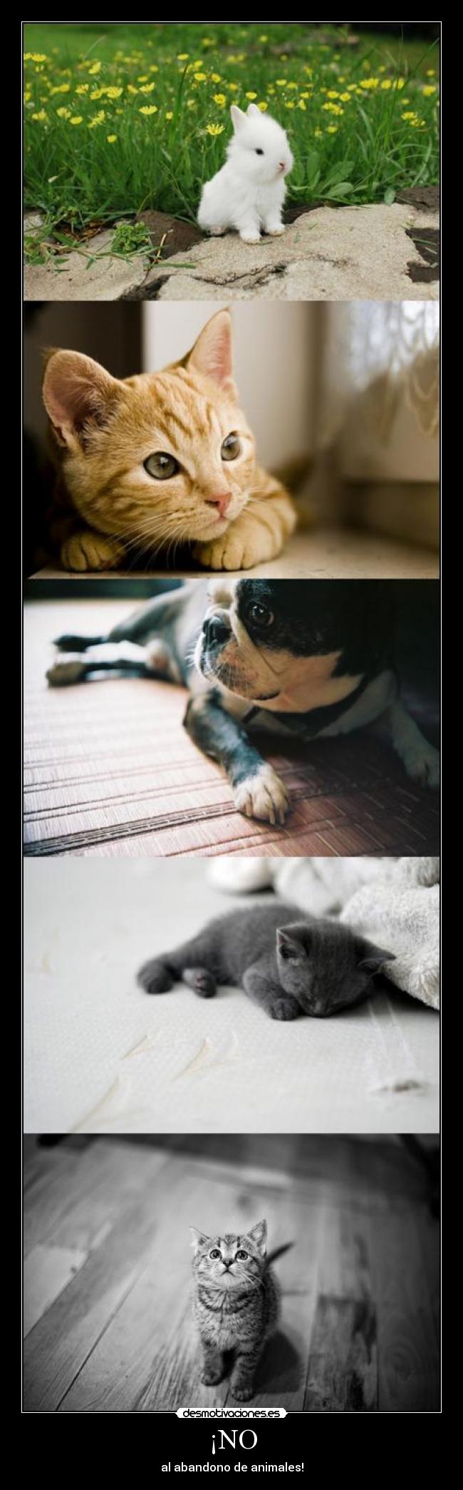 ¡NO - al abandono de animales!