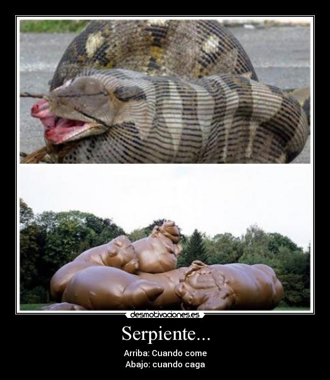 Serpiente... - Arriba: Cuando come
Abajo: cuando caga