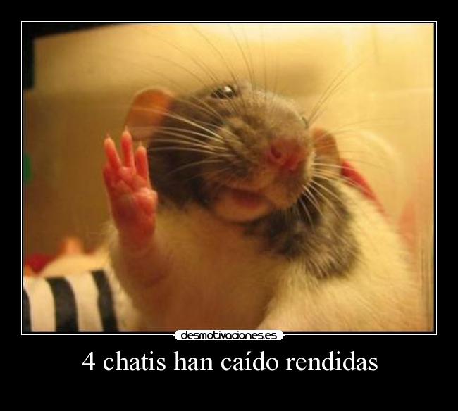 4 chatis han caído rendidas -