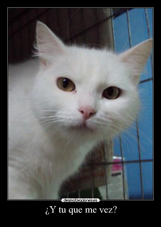 ¿Y tu que me vez? - 