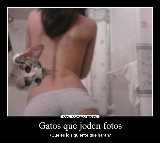 Gatos que joden fotos - ¿Que es lo siguiente que harán?