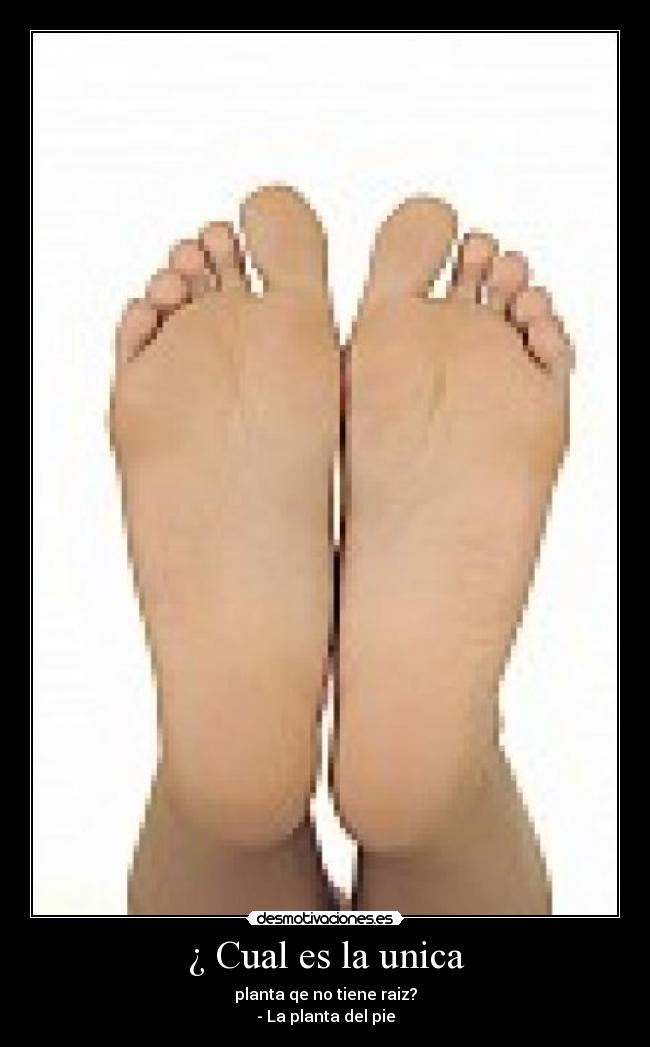 ¿ Cual es la unica - planta qe no tiene raiz?
- La planta del pie