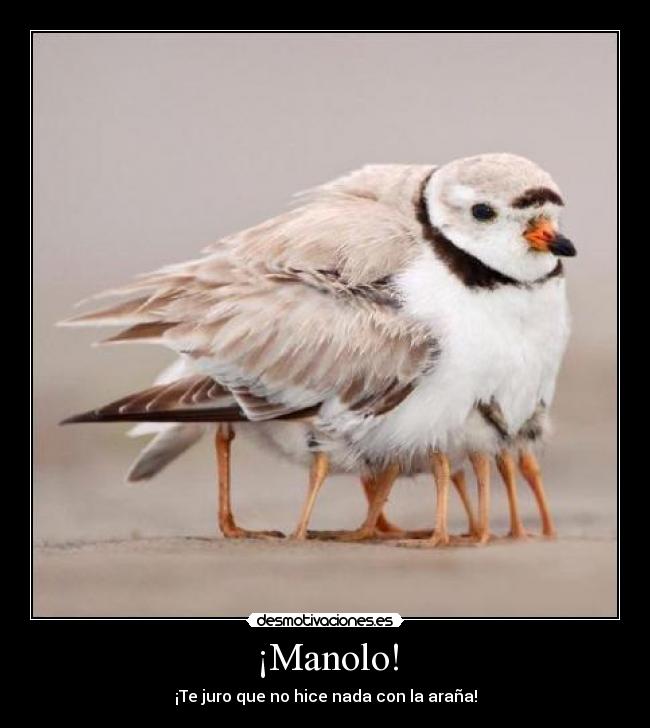 ¡Manolo! - 