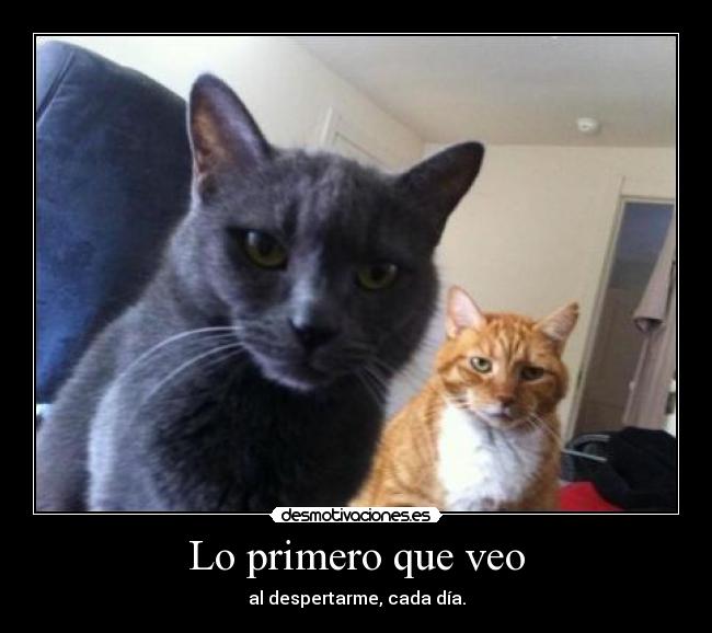 carteles gatos everywhere desmotivaciones