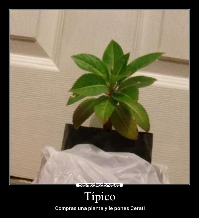 Típico - Compras una planta y le pones Cerati