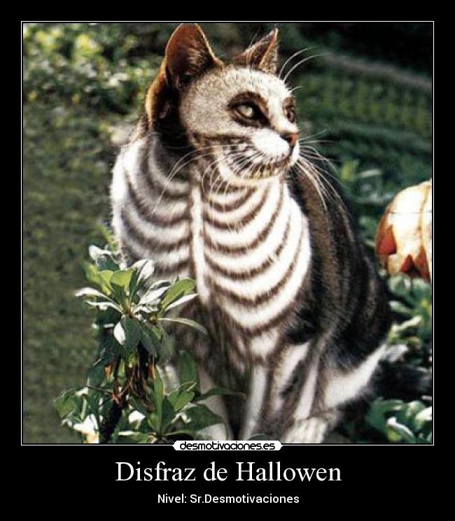 Disfraz de Hallowen - 