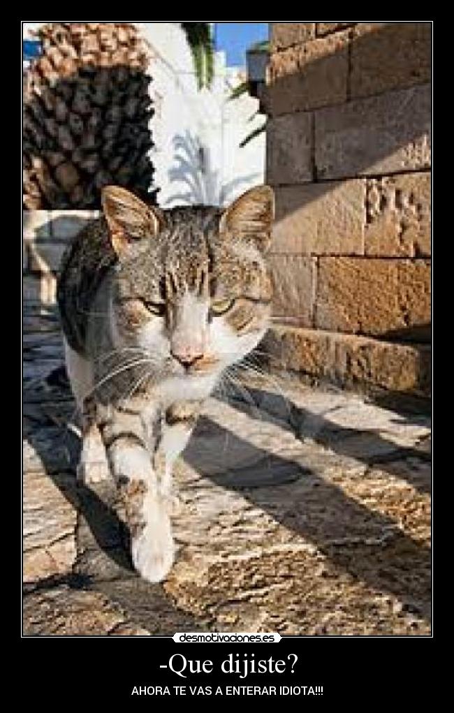 -Que dijiste? - AHORA TE VAS A ENTERAR IDIOTA!!!