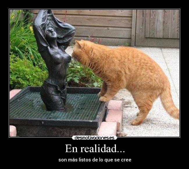 carteles gatos desmotivaciones