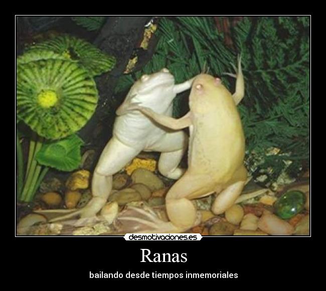 Ranas - bailando desde tiempos inmemoriales