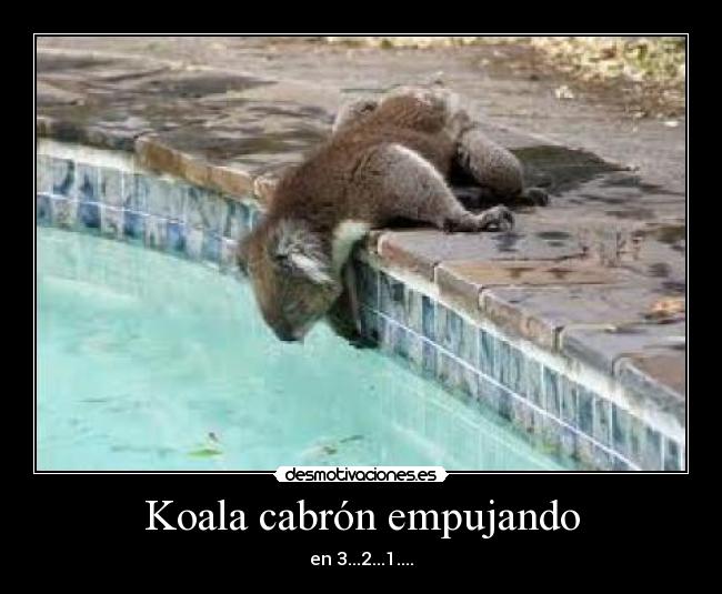 Koala cabrón empujando - en 3...2...1....