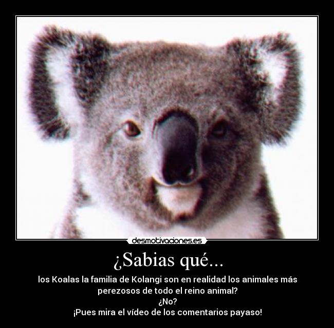 carteles kolangi for president desmotivaciones