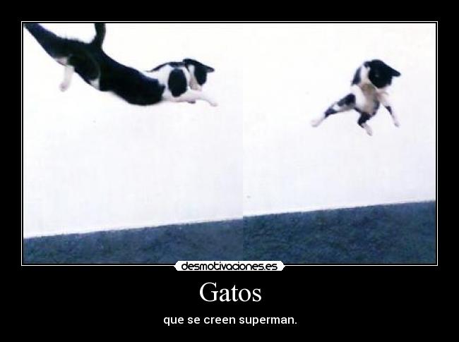 Gatos -